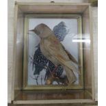 A cased taxidermy model, Thrush in naturalistic setting, 11ins x 9.5ins, depth 4ins