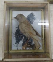 A cased taxidermy model, Thrush in naturalistic setting, 11ins x 9.5ins, depth 4ins