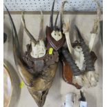 Five sets of taxidermy antlers, some mounted