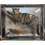 A cased Victorian taxidermy model, of a Scottish Wild Cat, in naturalistic setting, wall mounted