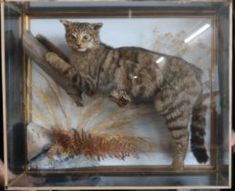 A cased Victorian taxidermy model, of a Scottish Wild Cat, in naturalistic setting, wall mounted