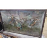 A Victorian taxidermy model of Kingfishers in naturalistic setting