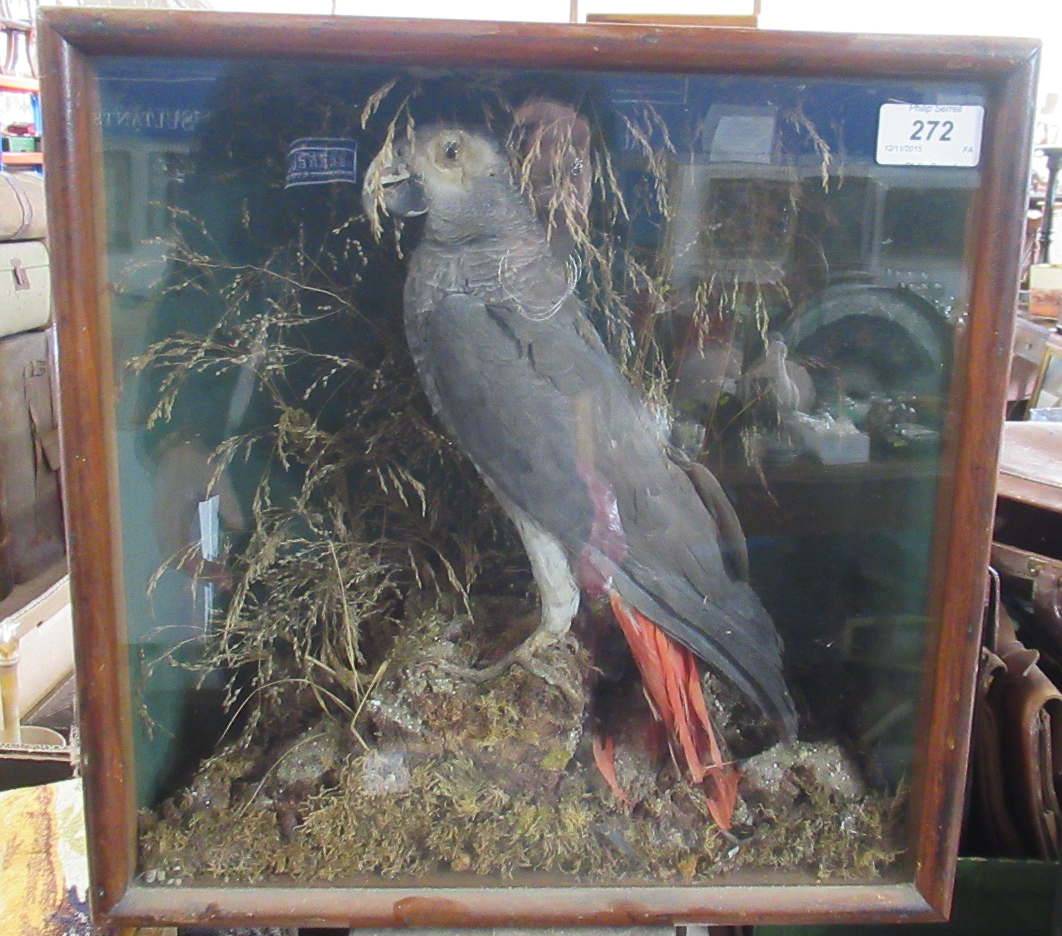 A boxed Victorian taxidermy model of a parrot, in mahogany case