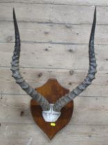 Taxidermy, a pair of mounted twisted Antelope or deer horns, on a mahogany shield