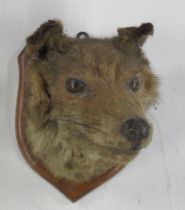 A taxidermy fox's mask, on an oak shield