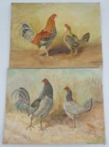 H Reade, pair of unframed oil on artist boards, studies of game chickens, 12ins x 16ins