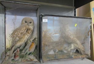 Taxidermy, two cased birds models, one with label