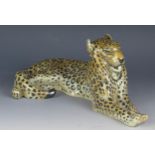 A Hewbach porcelain model of a recumbent leopard, 29cm long,