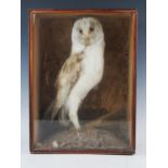 A preserved barn owl, mounted in a naturalistic setting with grasses. contained in a glazed