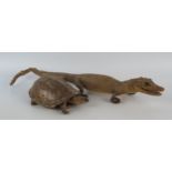 A preserved young cayman, 49cm long, together with a preserved Giant Asian Pond Turtle, (Heosemys