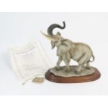 A large Capo Di Monte model of a raging Elephant, with raised trunk open mouth and flared ears,