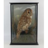 A preserved Tawny owl mounted in a naturalistic setting of ferns and grasses contained in a glazed
