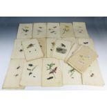 A Collection of Insect Bookplates _ butterflies, moths, beetles, dragonflies, etc.
