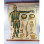 An Arnold Elementary Physiological training poster No 1 The Skeleton. 100 x 72cm. Provenance: Dr.