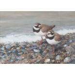 NEIL COX (b.1955) 'Ringed Plover on a pebble beach' signed lower left, watercolour, 25 x35cm.
