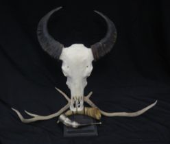 A Asian Water Buffalo skull and horns, together with a pair of deer antlers, and two cow horns,