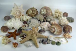 A collection of exotic seashells, various types, two starfish etc.