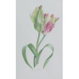 Billy Showell (20th and 21st Century British), 'French Parrot Tulip', watercolour, signed lower