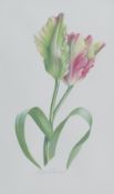 Billy Showell (20th and 21st Century British), 'French Parrot Tulip', watercolour, signed lower