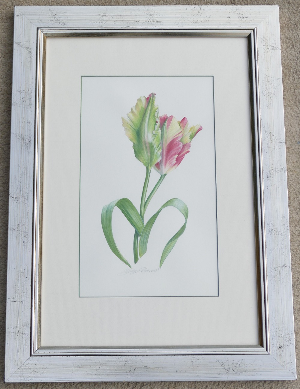 Billy Showell (20th and 21st Century British), 'French Parrot Tulip', watercolour, signed lower - Image 2 of 5