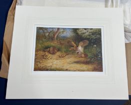 Archibald Thorburn (Scottish 1860-1935) 'Grouse with Fledglings' dated 1931, limited edition print