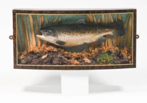 Taxidermy, a brown trout in naturalistic setting, bow fronted cabinet, overall size approx. 21cm x