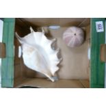 Large Conch Shell & similar , length of largest 30cm
