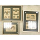 A collection oof 3 framed Fullarton Hand Coloured Prints of Bats & Wild animals, largest 51 x 39cm(