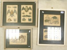 A collection oof 3 framed Fullarton Hand Coloured Prints of Bats & Wild animals, largest 51 x 39cm(