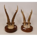 Two Set Trophy Mounted Sets of Horns(2)