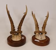 Two Set Trophy Mounted Sets of Horns(2)