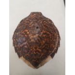 A late 19th century Sea Turtle Shell, length 38cm x 33cm wide.