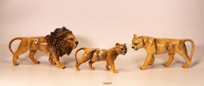 Beswick Lion family to include lion 1506, lioness 1507 and cub 1508 (3)