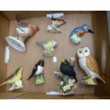 A collection of Beswick bird figures including Kingfisher, owl, wren together with Aynsley