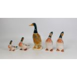 A collection of Beswick Mallard Duck Figures, tallest 14cm(5)