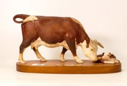 Royal Doulton /Beswick connoisseur model of Hereford Cow and Calf on wood plinth 2667/2669.