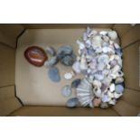 A collection of natural sea shells & fossils