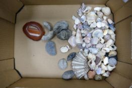 A collection of natural sea shells & fossils