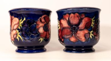 A pair of Anemone on blue planter. Height 13cm , diameter 13.5cm