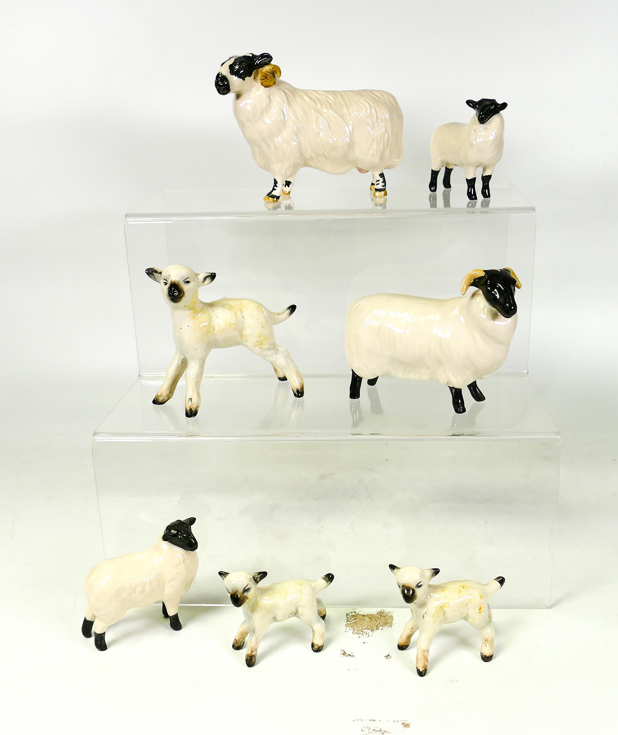 Beswick Black Faced Ram, Ewe , Lambs, & similar (7)