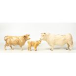 Beswick Charolais family comprising bull 2463A, cow 3075A and calf 1827B (3)