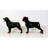 Beswick Rottweiler standing 3260 together with a similar rotweiler (2)