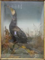 19th century taxidermy Cormorant in wooden display case, h.76 x w.58 x d.23cm.