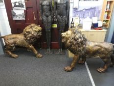 A gorgeous pair of large modern bronze standing male lions, length 148cms approx. These are absolut