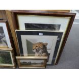 A quantity of pictures including some of wild cats