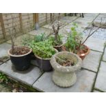 A selection of garden pots