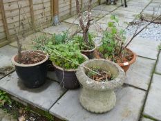 A selection of garden pots