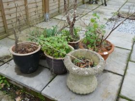 A selection of garden pots