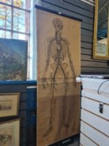 An original Dutch Anatomical Poster, by Professor J.A.J. Barg, 173 x 72cm