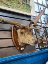 Taxidermy; a stuffed Stag head on shield back, 92cm